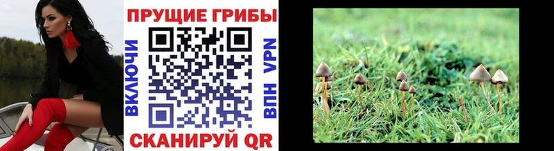 Псилоцибиновые грибы Cubensis  даркнет сайт  blacksprut ССЫЛКА  Королёв 